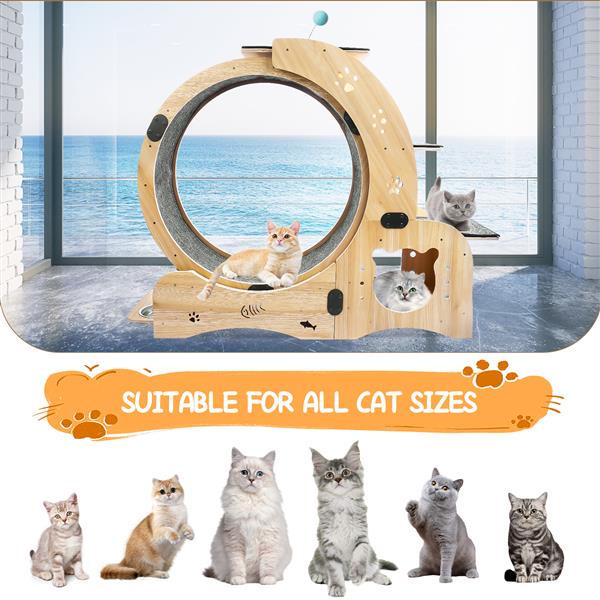 6-in-1 Cat Exercise Wheel – Indoor Fitness & Play System for Active Cats