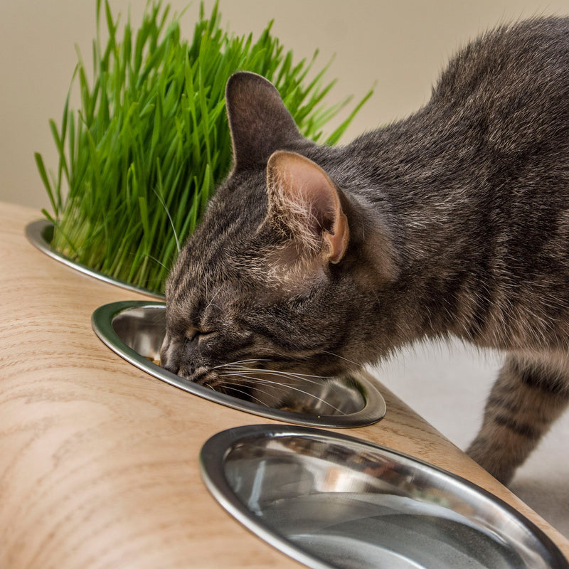 Elevated Wooden Bowl Stand for Cats and Dogs – 3 Bowls
